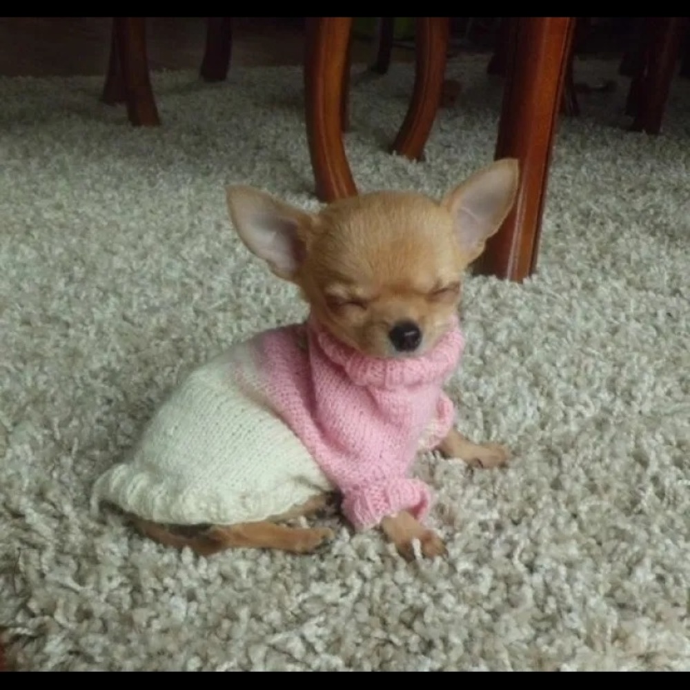 Meet your Posher, Grace